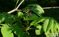 Juglans ailanthifolia -- Japanische Walnuss